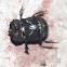 Dung beetle