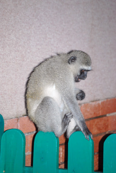 Vervet Monkey | Project Noah