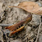 Plane Grasshopper