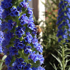 Larkspur