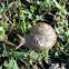 snail