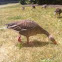 Greylag Goose
