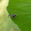 Jumping Spider