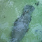 West Indian manatee