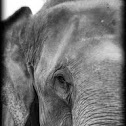 Sri Lankan Elephant