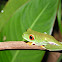 Red eyed tree frog