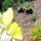 Mason Bee - female