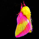 Rosy Maple Moth