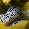 Little Egg Cowry