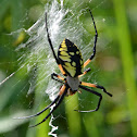 corn spider