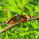 Painted Lady Butterfly