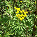 Tansy