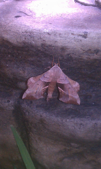 Spotting Image 1