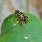 hoverfly