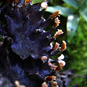 Lichen