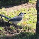 White-Throated Magpie-jay