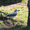 White-Throated Magpie-jay