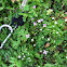 Common Bluet