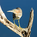 Green heron