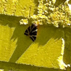 Jersey Tiger
