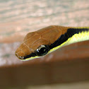Painted Bronzeback