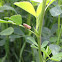 Meadow Froghopper