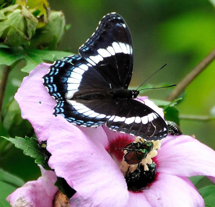 White Admiral