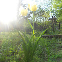 Tulip