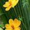 Bidens sp