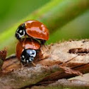 Ladybug