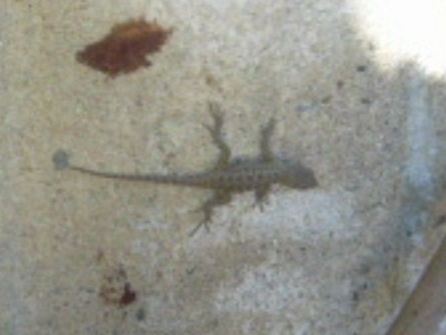 Lizard