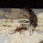 Harlequin bug