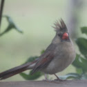 Northern Cardinal (female)