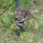 Crab-eating Raccoon