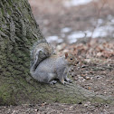 Grey Squirrel