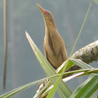 Chestnut Bittern