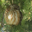 Northern Saw-whet Owl