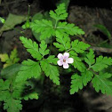 Herb Robert