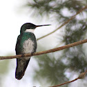 White Throated Humming Bird or Beija-flor-de-papo-branco