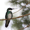White Throated Humming Bird or Beija-flor-de-papo-branco