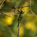 Green Darner Dragonfly