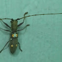 Longicorn beetle