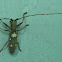 Longicorn beetle