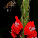 Honey Bee