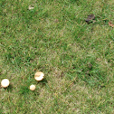 Mushroom
