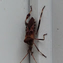 Western Conifer Seed Bug