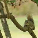 Eastern gray squirrel
