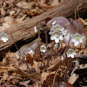Round Lobed Hepatica