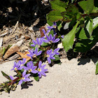 Fairy fan flower