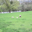 Sheep